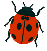 ladybug