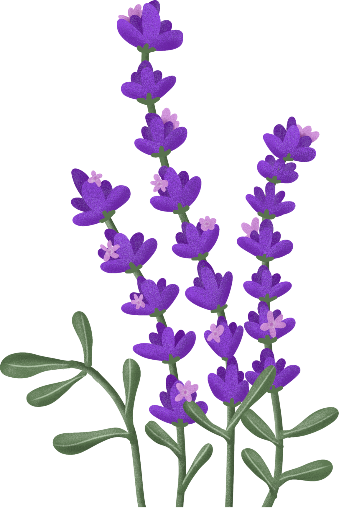 salvia